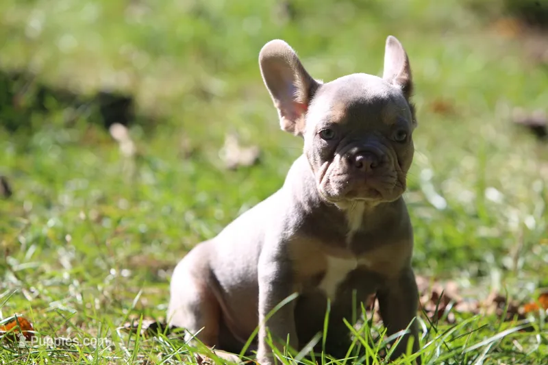 Boa – French Bulldog puppy for sale in Lake Zurich, IL