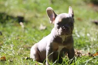 Boa, a male French Bulldog for sale in Lake Zurich, IL – 1 of 4