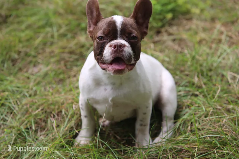 Luna – French Bulldog puppy for sale in Lake Zurich, IL
