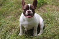 Luna, a female French Bulldog for sale in Lake Zurich, IL – 1 of 3