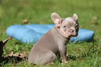 Boa, a male French Bulldog for sale in Lake Zurich, IL – 4 of 4