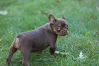 Ruby, a female French Bulldog for sale in Lake Zurich, IL – 2 of 4
