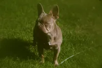 isabella , a female French Bulldog for sale in Lake Zurich, IL – 2 of 3