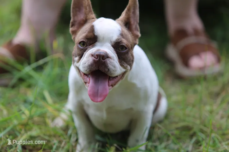 Bentley  – French Bulldog puppy for sale in Lake Zurich, IL