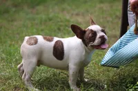 Bentley , a male French Bulldog for sale in Lake Zurich, IL – 2 of 4