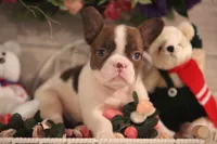 Luna, a female French Bulldog for sale in Lake Zurich, IL – 4 of 6