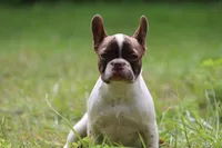 Luna, a female French Bulldog for sale in Lake Zurich, IL – 3 of 3