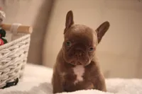 Winston, a male French Bulldog for sale in Lake Zurich, IL – 3 of 8