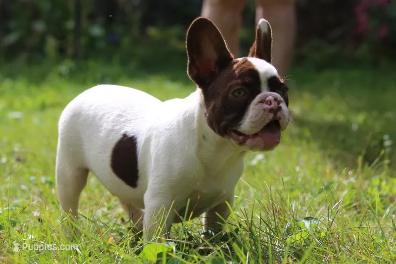 Winston – French Bulldog puppy for sale in Lake Zurich, IL