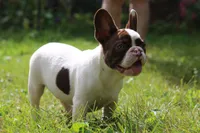 Winston, a male French Bulldog for sale in Lake Zurich, IL – 1 of 4