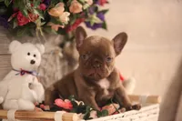Winston, a male French Bulldog for sale in Lake Zurich, IL – 7 of 8