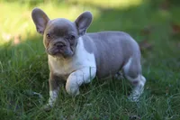 Bruno, a male French Bulldog for sale in Lake Zurich, IL – 2 of 4