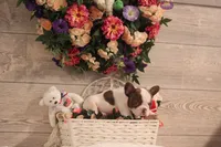 Luna, a female French Bulldog for sale in Lake Zurich, IL – 3 of 6