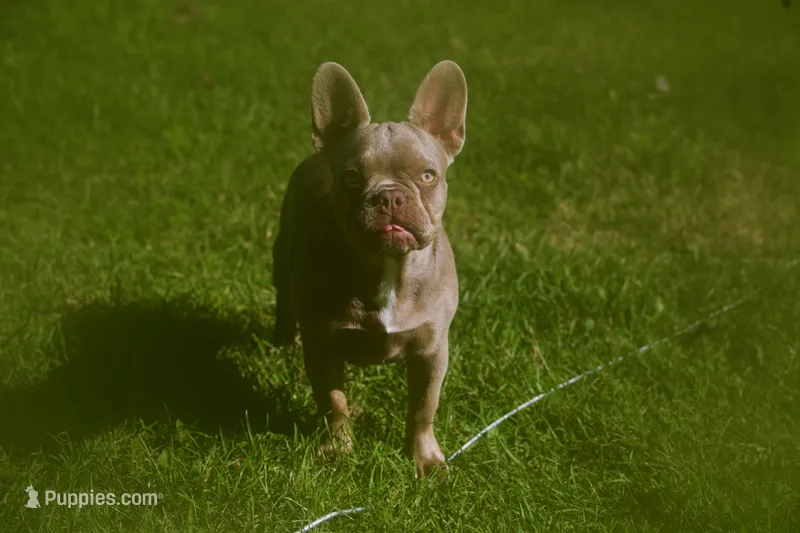isabella  – French Bulldog puppy for sale in Lake Zurich, IL