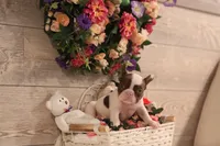Bentley , a male French Bulldog for sale in Lake Zurich, IL – 3 of 5
