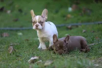 Casper, a male French Bulldog for sale in Lake Zurich, IL – 2 of 3