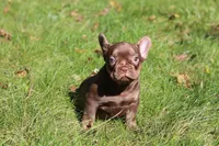 Ruby, a female French Bulldog for sale in Lake Zurich, IL – 4 of 4