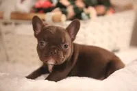 Winston, a male French Bulldog for sale in Lake Zurich, IL – 6 of 8