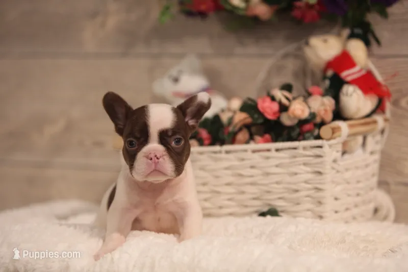 Bentley  – French Bulldog puppy for sale in Lake Zurich, IL