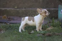Casper, a male French Bulldog for sale in Lake Zurich, IL – 3 of 3