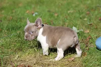 Bruno, a male French Bulldog for sale in Lake Zurich, IL – 3 of 4