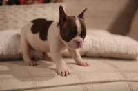 Luna, a female French Bulldog for sale in Lake Zurich, IL – 6 of 6