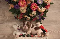 Luna, a female French Bulldog for sale in Lake Zurich, IL – 2 of 6