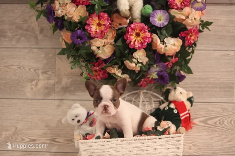 Luna – French Bulldog puppy for sale in Lake Zurich, IL