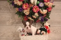 Luna, a female French Bulldog for sale in Lake Zurich, IL – 1 of 6