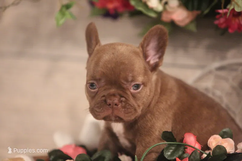 Winston – French Bulldog puppy for sale in Lake Zurich, IL