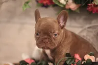 Winston, a male French Bulldog for sale in Lake Zurich, IL – 1 of 8