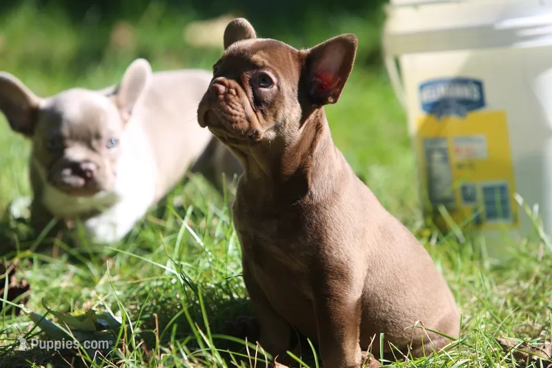 Ruby – French Bulldog puppy for sale in Lake Zurich, IL