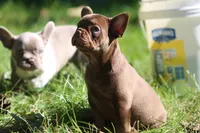 Ruby, a female French Bulldog for sale in Lake Zurich, IL – 1 of 4