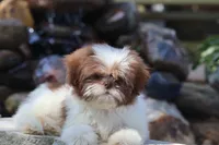 Donut, a male Shih Tzu for sale in Harrison, AR – 1 of 6