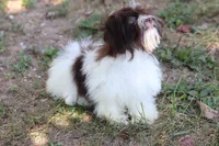 Hattie, a female Havanese for sale in Harrison, AR – 5 of 7