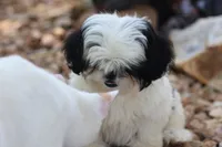 diamond  , a male Shih Tzu for sale in Harrison, AR – 2 of 10