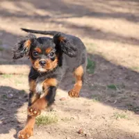 stormy, a male Cavalier King Charles Spaniel for sale in Harrison, AR – Photo 1 of 5