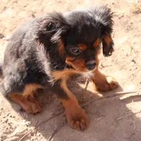 stormy, a male Cavalier King Charles Spaniel for sale in Harrison, AR – Photo 2 of 5