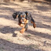 stormy, a male Cavalier King Charles Spaniel for sale in Harrison, AR – Photo 5 of 5