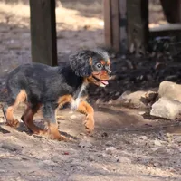 stormy, a male Cavalier King Charles Spaniel for sale in Harrison, AR – Photo 4 of 5
