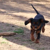 stormy, a male Cavalier King Charles Spaniel for sale in Harrison, AR – Photo 3 of 5