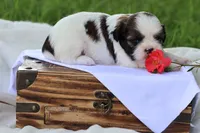 Destiny  , a female Shih Tzu for sale in Harrison, AR – 4 of 8