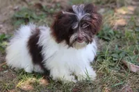 Hattie, a female Havanese for sale in Harrison, AR – 6 of 7