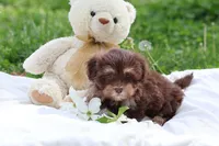 Zuma, a female Havanese for sale in Harrison, AR – Photo 2 of 9