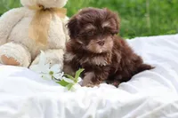 Zuma, a female Havanese for sale in Harrison, AR – Photo 4 of 9