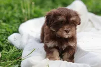 Zuma, a female Havanese for sale in Harrison, AR – Photo 5 of 9