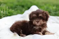 Zuma, a female Havanese for sale in Harrison, AR – Photo 7 of 9