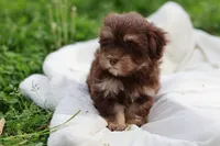 Zuma, a female Havanese for sale in Harrison, AR – Photo 6 of 9