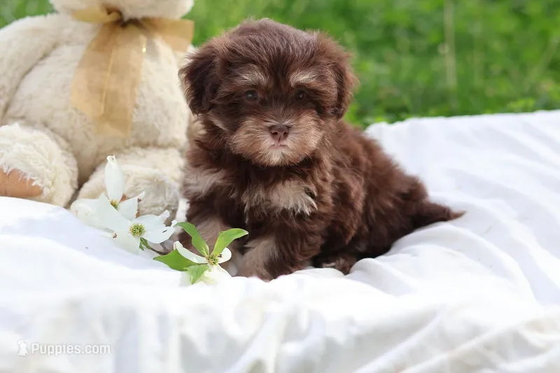 Zuma – Havanese puppy for sale in Harrison, AR