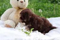 Zuma, a female Havanese for sale in Harrison, AR – Photo 3 of 9